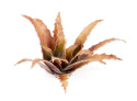 Gamers Grass: Laser Plants - Red Aloe - Aloes uzbrojony